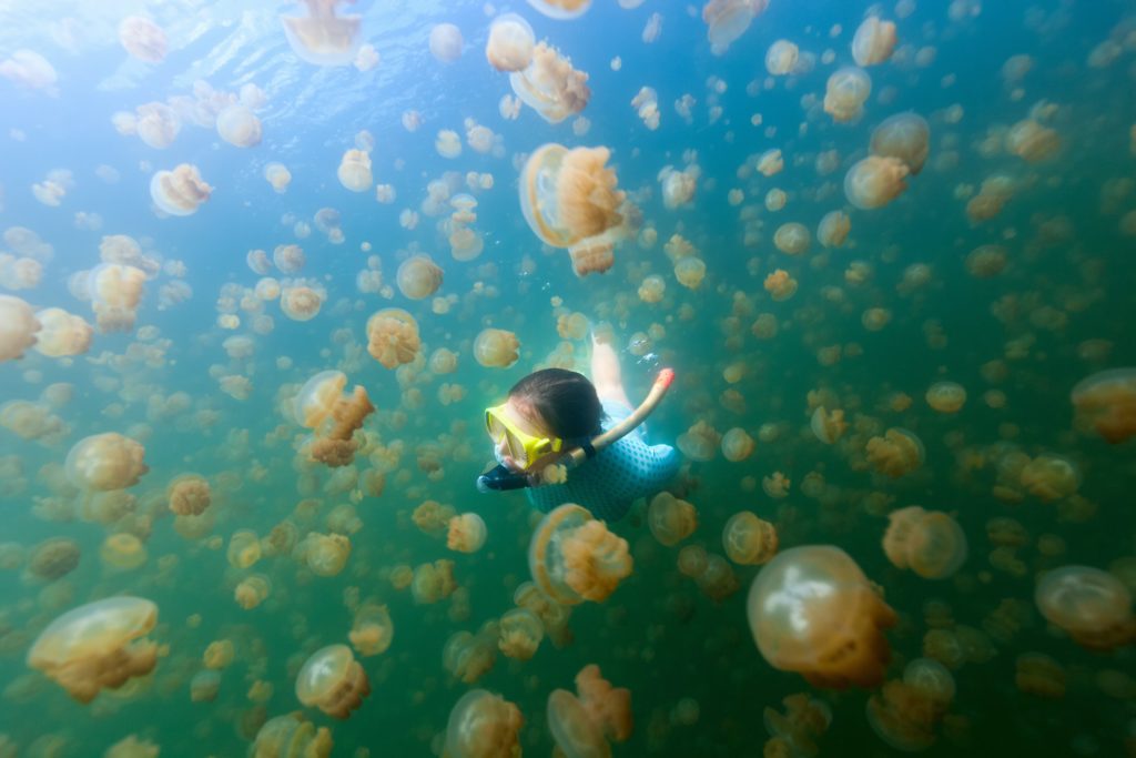 Scientific Echo sounder detect jellyfish